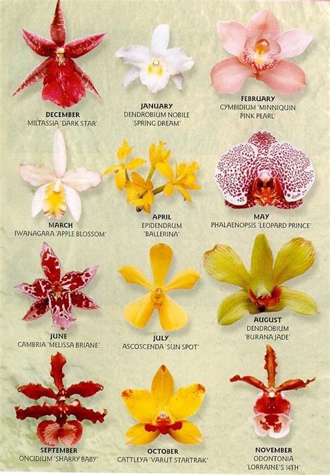 orchid identification guide.